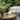 Sile Beige